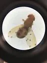 Drosophila deflecta - photo 2