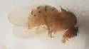 Drosophila falleni - photo 2