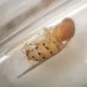 Drosophila falleni - photo 3