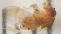 Drosophila falleni - photo 4