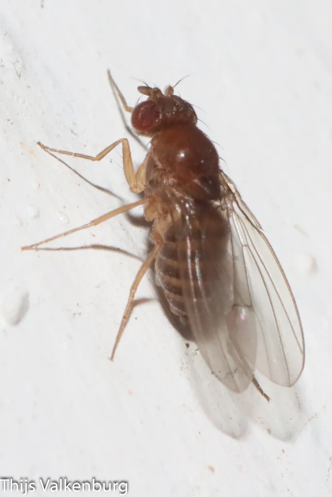Drosophila funebris - photo 2