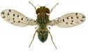 Drosophila guttifera