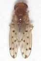 Drosophila guttifera - photo 2