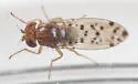 Drosophila guttifera - photo 3