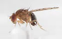 Drosophila guttifera - photo 4