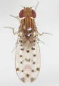Drosophila guttifera - photo 5