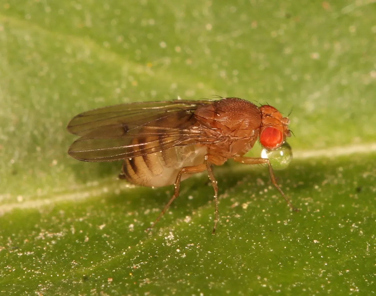 Drosophila immigrans - photo 3