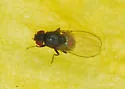 Drosophila (Phloridosa) lutzii