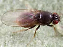 Drosophila (Phloridosa) lutzii - photo 3