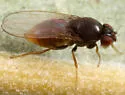 Drosophila (Phloridosa) lutzii - photo 4