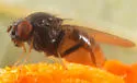 Drosophila (Phloridosa) lutzii - photo 5