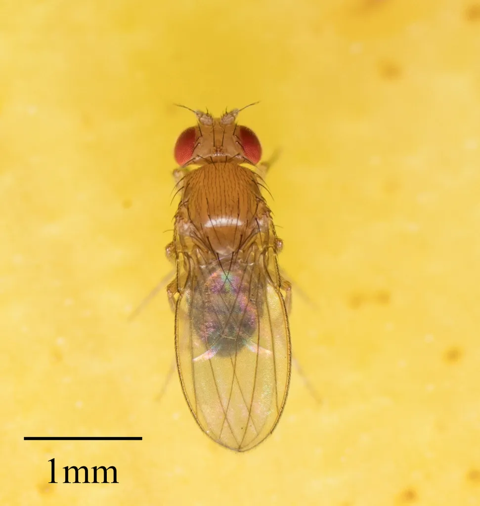 Laboratory Fruit Fly - photo 3