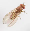 Drosophila putrida - photo 2
