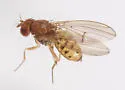 Drosophila putrida - photo 3