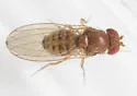 Drosophila putrida - photo 4