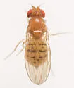 Drosophila putrida - photo 5
