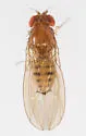 Drosophila quinaria
