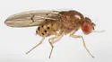 Drosophila quinaria - photo 2