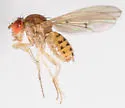 Drosophila quinaria - photo 3