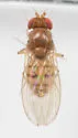 Drosophila quinaria - photo 4