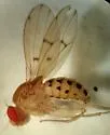 Drosophila quinaria - photo 5