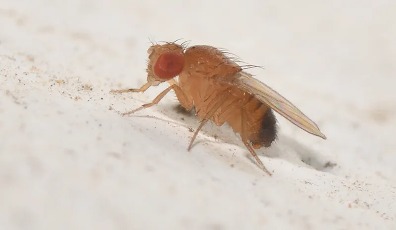 Similar fruit fly - photo 2