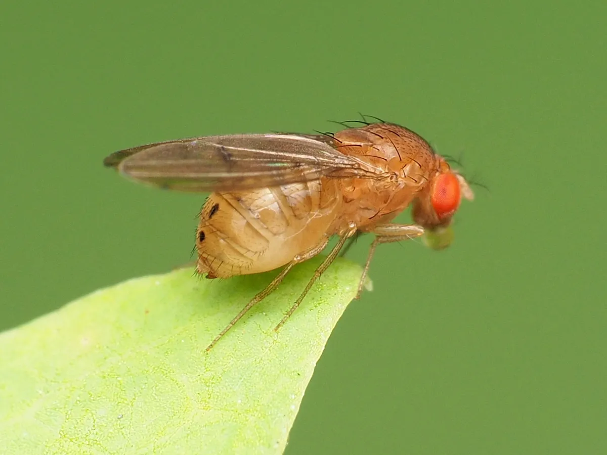 Drosophila (Drosophila) tripunctata - photo 2
