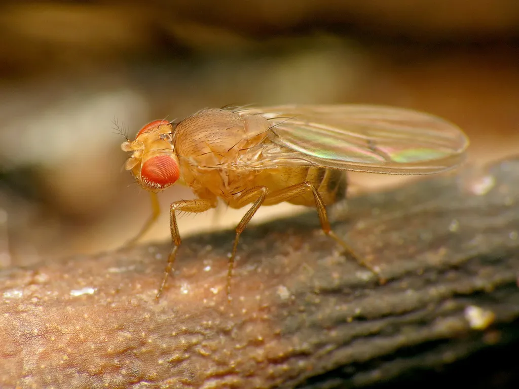 Vinegar Flies - photo 2