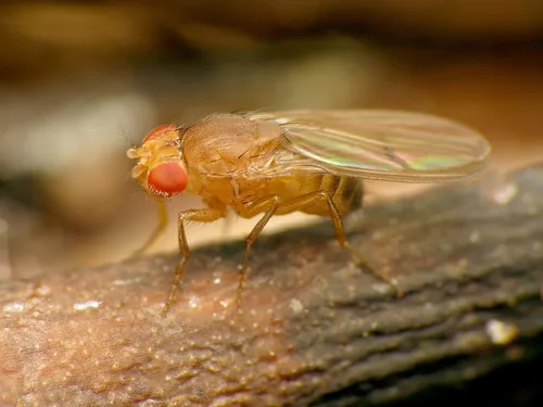 Vinegar Flies - photo 3