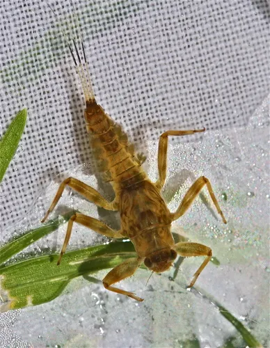 Drunella coloradensis - photo 2