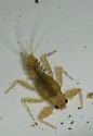 Drunella cornuta