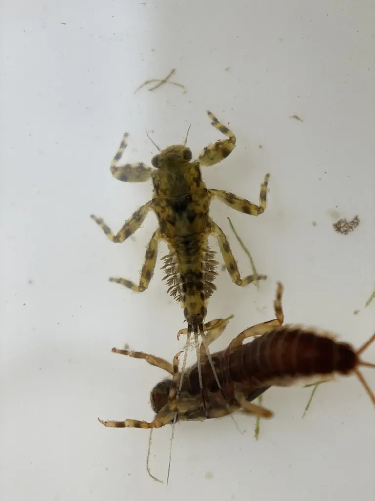 Drunella flavilinea - photo 2