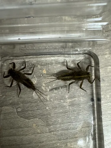 Drunella grandis