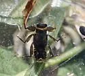 Drunella lata