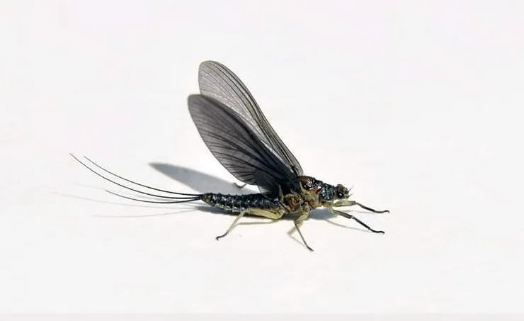 Drunella paradinasi - photo 2