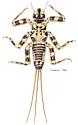 Drunella pelosa