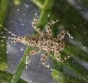 Drunella spinifera - photo 3