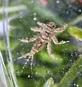 Drunella spinifera - photo 4