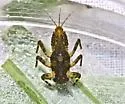 Drunella tuberculata