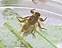 Drunella tuberculata - photo 2