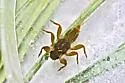 Drunella tuberculata - photo 3