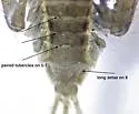 Drunella tuberculata - photo 4