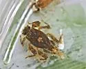 Drunella walkeri