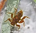 Drunella walkeri - photo 2