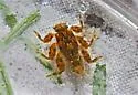 Drunella walkeri - photo 3