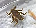 Drunella walkeri - photo 4
