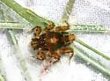 Drunella walkeri - photo 5