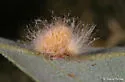 Andricus fullawayi