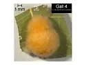 Druon ignotum - photo 4