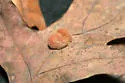 Andricus quercusflocci